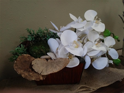 Silk Phalo Orchid