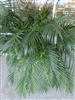 Large potted cat palm plant in decorative container at Power of Flowers League City