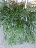 Large potted cat palm plant in decorative container at Power of Flowers League City