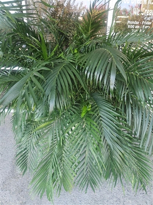 Large potted cat palm plant in decorative container at Power of Flowers League City
