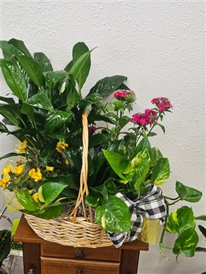 Blooming Dish Garden