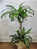 Elegant indoor plant arrangement featuring corn-plant, snake-plant, janet-craig, and lemon-lime-plant - 58 inches tall.