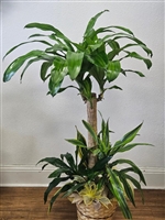 Elegant indoor plant arrangement featuring corn-plant, snake-plant, janet-craig, and lemon-lime-plant - 58 inches tall.