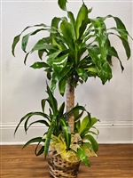 Charming Indoor Garden Plant Basket with Dracaena, Snake Plant and Janet Craig