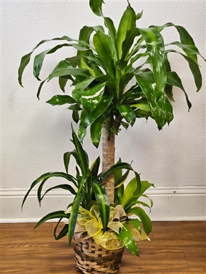 Charming Indoor Garden Plant Basket with Dracaena, Snake Plant and Janet Craig