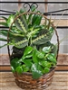 A wicker basket filled with a variety of lush green plants, including broad-leafed and trailing foliage, creating a vibrant and natural display.
