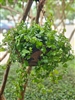Lush green English ivy hanging basket with trailing vines.