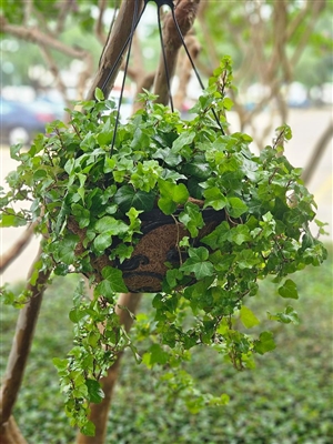 Lush green English ivy hanging basket with trailing vines.