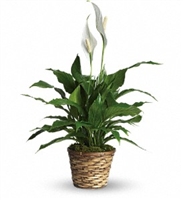 Elegant Spathiphyllum-Small
