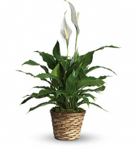 Elegant Spathiphyllum-Small