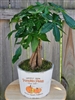 Money Tree plant with glossy green leaves and a braided trunk, displayed in a rustic square planter with moss accents.