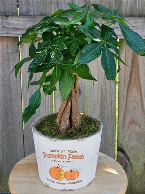 Money Tree plant with glossy green leaves and a braided trunk, displayed in a rustic square planter with moss accents.
