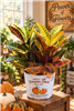 Colorful Croton plant in Harvest Moon Pumpkin Patch fall container with seasonal bow