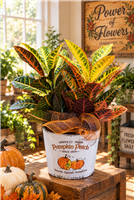 Colorful Croton plant in Harvest Moon Pumpkin Patch fall container with seasonal bow