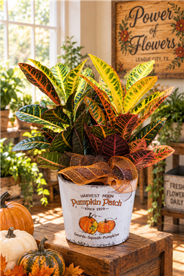 Colorful Croton plant in Harvest Moon Pumpkin Patch fall container with seasonal bow