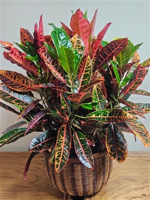 Large Croton