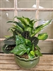 Lush green dish garden with assorted foliage plants in a green ceramic planter.