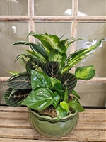 Lush green dish garden with assorted foliage plants in a green ceramic planter.