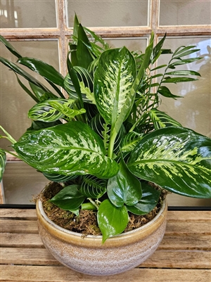 Peaceful Oasis Dish Garden with lush green plants in ceramic embossed planter from Power of Flowers in League City TX
