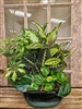 Ceramic Dish Garden-Large