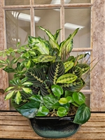 Ceramic Dish Garden-Large