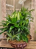 Large mixed green plant garden arranged in a wicker basket.