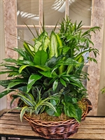Large mixed green plant garden arranged in a wicker basket.