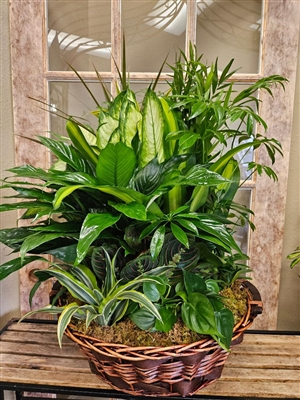 Large mixed green plant garden arranged in a wicker basket.