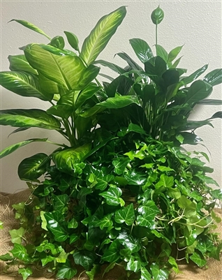 Triple Plant Basket