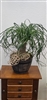 Ponytail Palm plant with curved cascading leaves in a decorative pot.