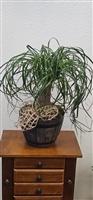 Ponytail Palm plant with curved cascading leaves in a decorative pot.
