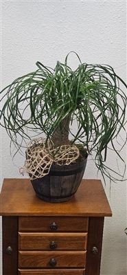 Ponytail Palm plant with curved cascading leaves in a decorative pot.