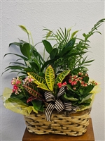 Stylish Plant Assortment