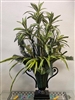 Tall silk dracaena and fern arrangement in a green and black urn.