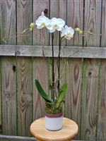 Imperial White Orchid