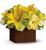 Yellow lilies, roses, green mums, and carnations arranged in a modern cedar box.