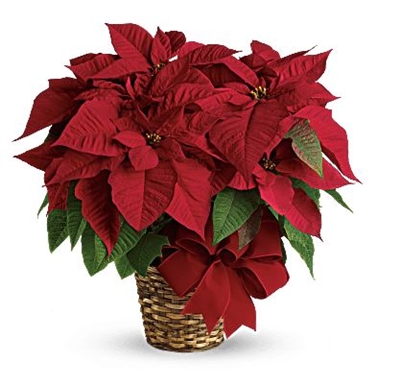 Christmas Flowers